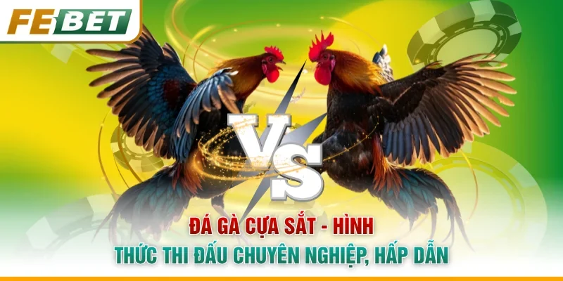 Đá Gà Cựa Sắt - Hình Thức Thi Đấu Chuyên Nghiệp, Hấp Dẫn