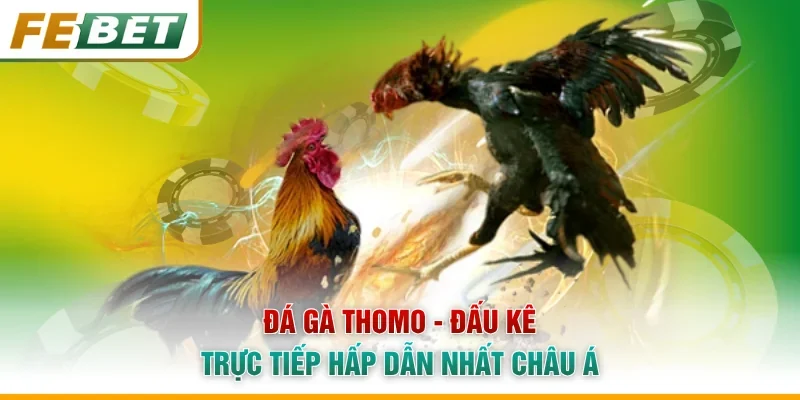 Đá Gà Thomo - Đấu Kê Trực Tiếp Hấp Dẫn Nhất Châu Á