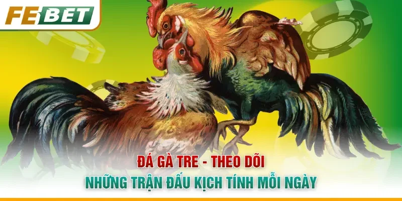 Đá Gà Tre - Theo Dõi Những Trận Đấu Kịch Tính Mỗi Ngày